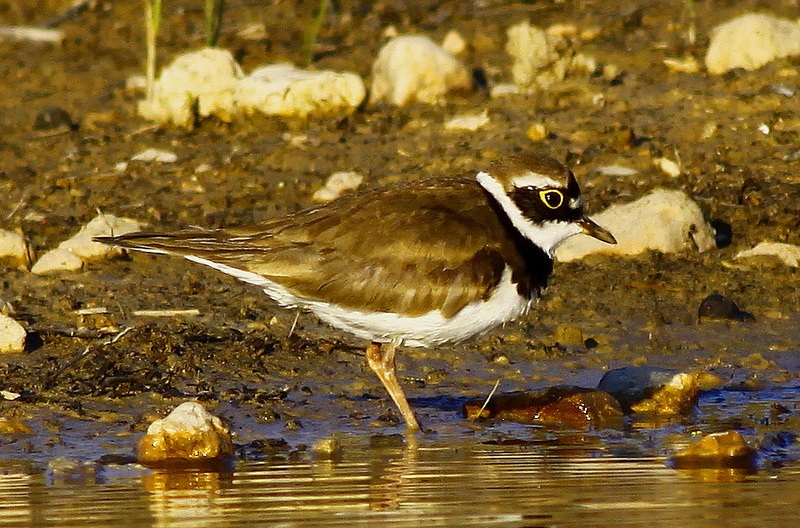 Little Ringed Plover