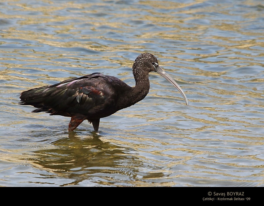 Glossy Ibis
