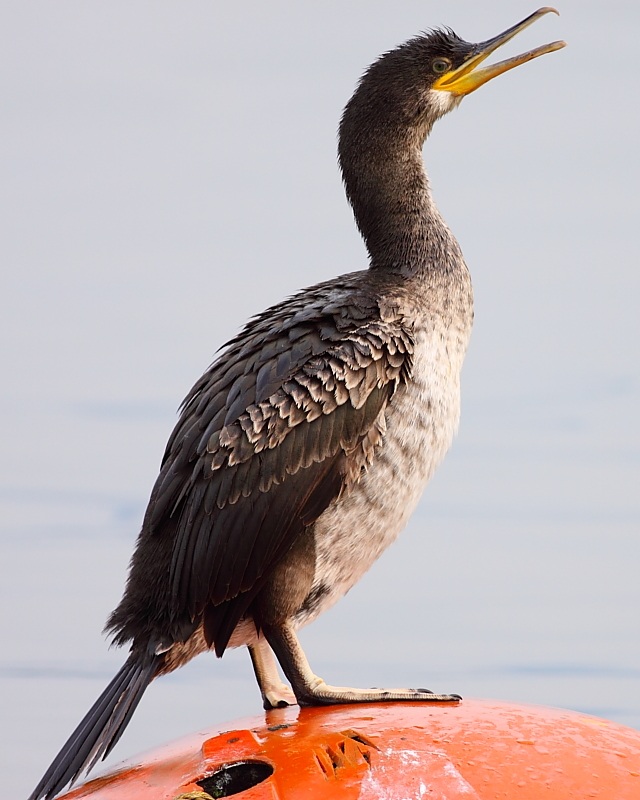 European Shag