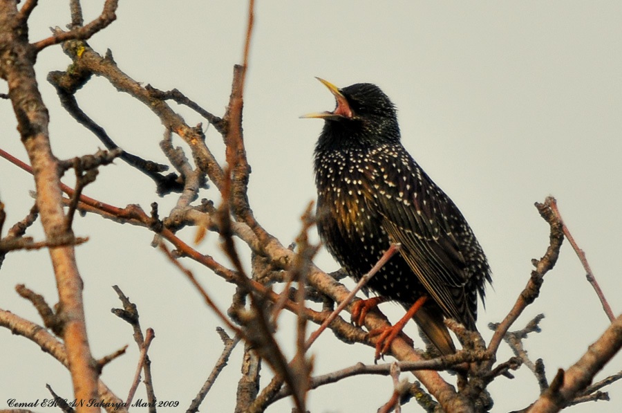 Common Starling