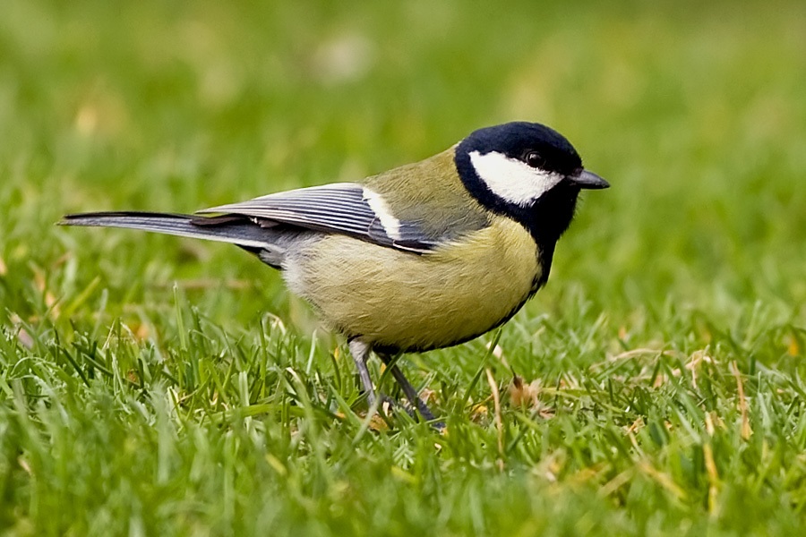 Great Tit