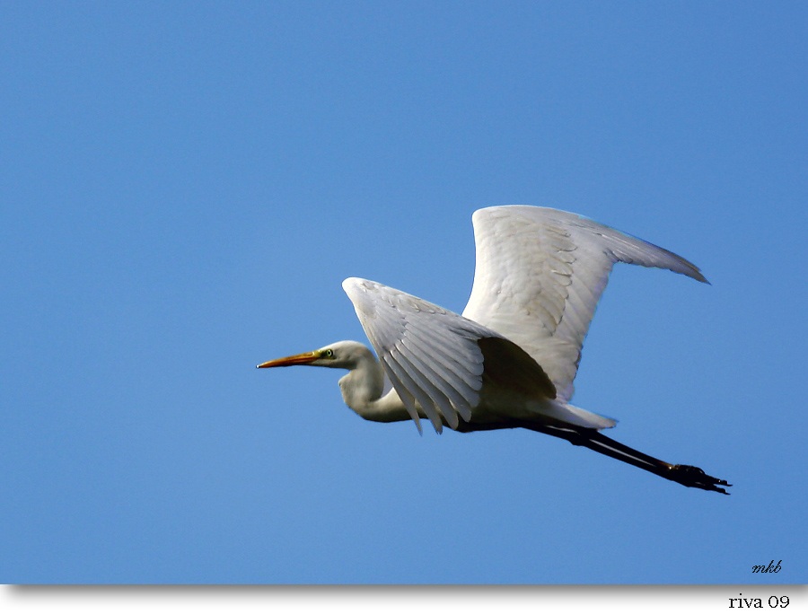 Great Egret