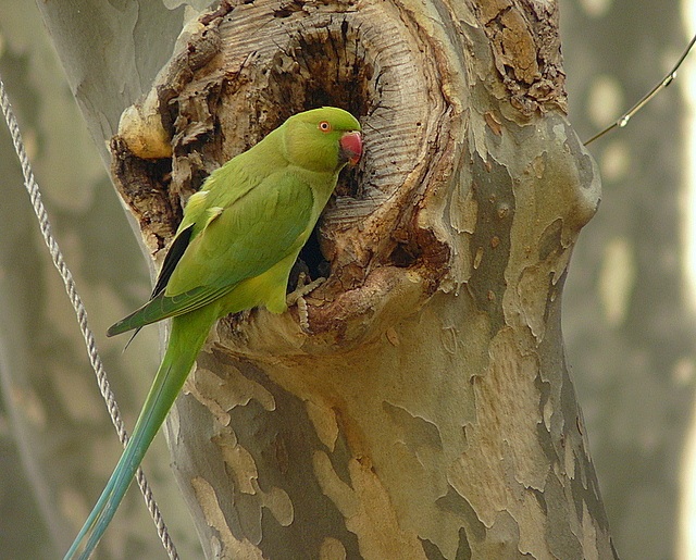 Rose-ringed Parakeet