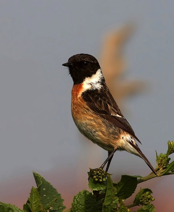 European Stonechat