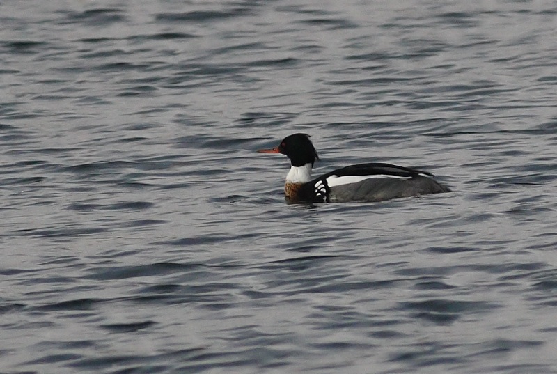 Red-breasted Merganser