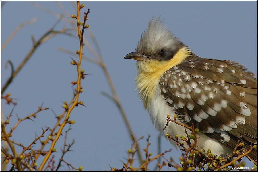 Great Spotted Cuckoo