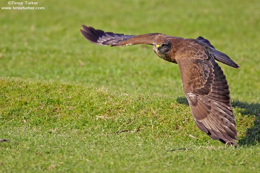 Common Buzzard