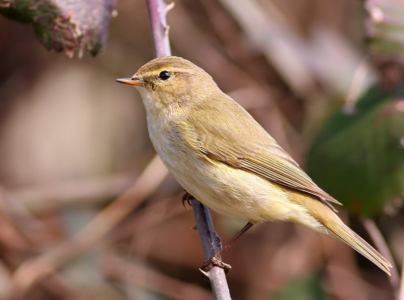 Common Chiffchaff