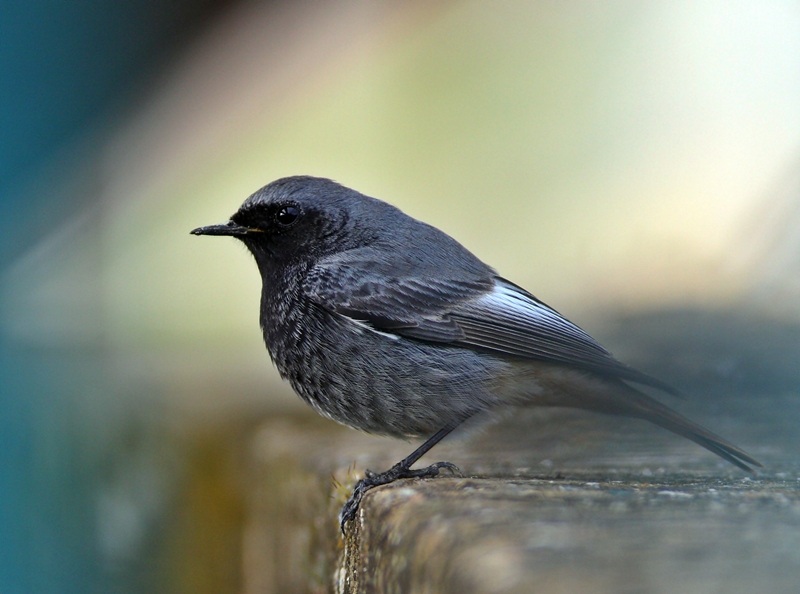 Black Redstart
