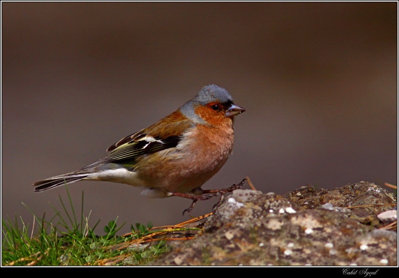 Eurasian Chaffinch