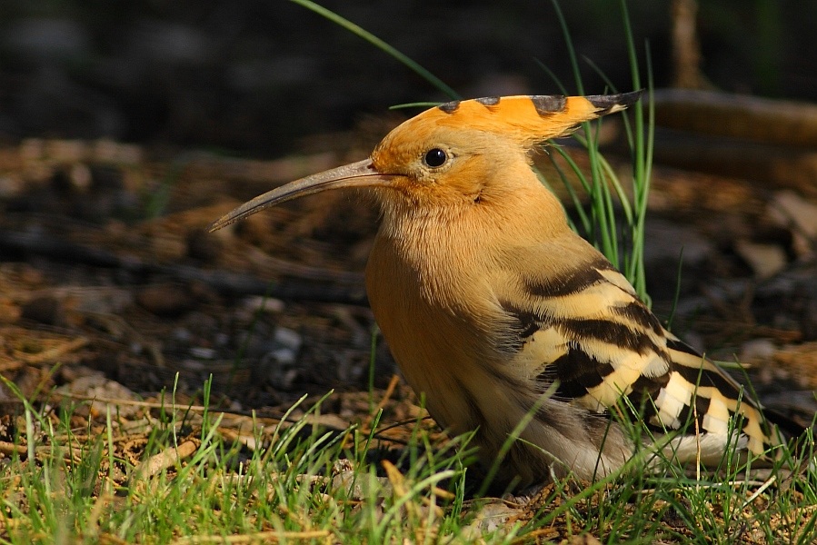 Common Hoopoe