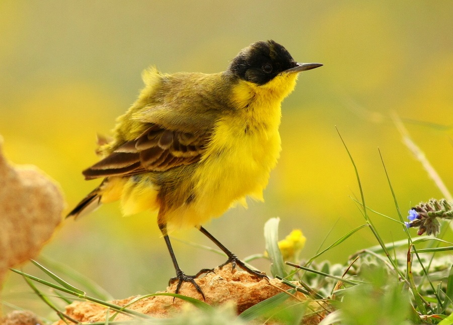 Western Yellow Wagtail