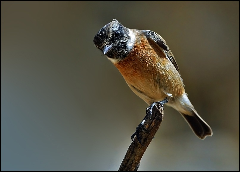 European Stonechat