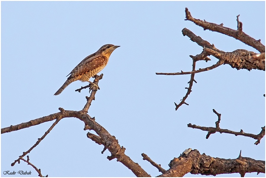 Eurasian Wryneck