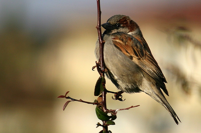 House Sparrow