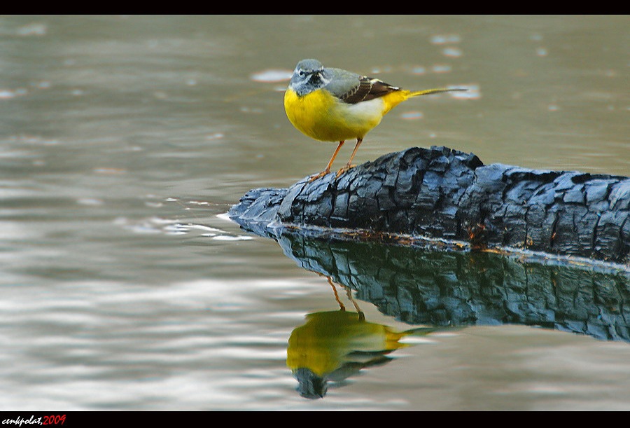 Grey Wagtail