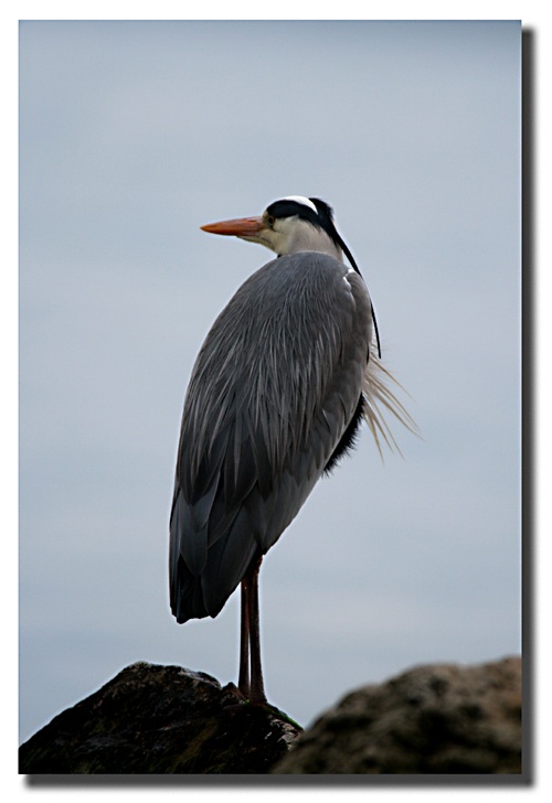 Grey Heron