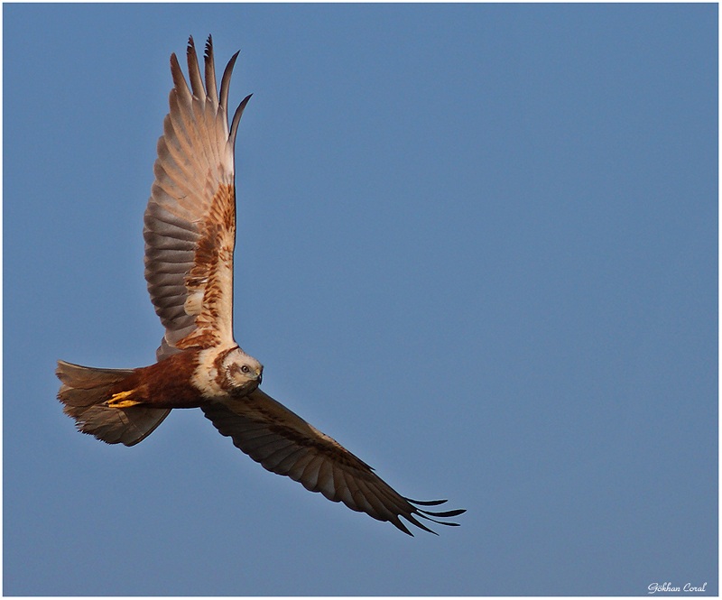 Western Marsh Harrier