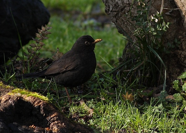 Common Blackbird