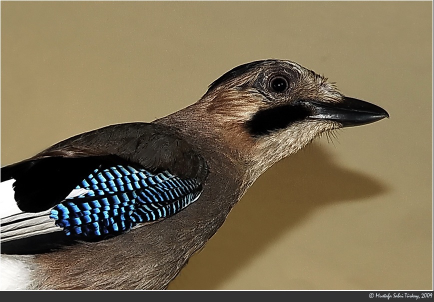 Eurasian Jay