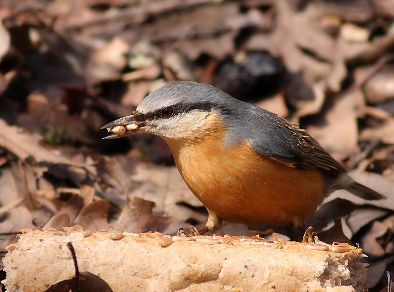 Eurasian Nuthatch