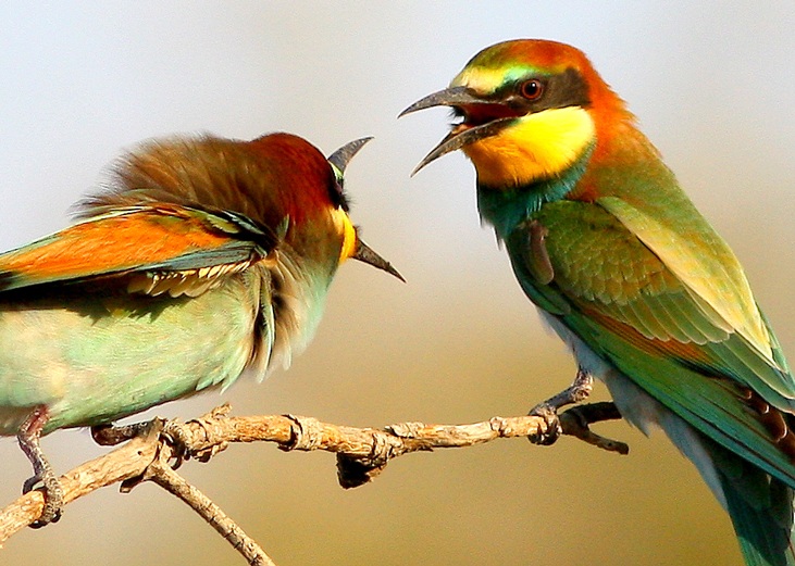 European Bee-eater