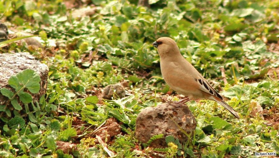 Desert Finch