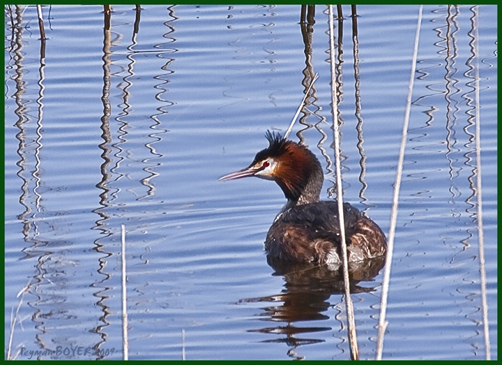 Great Crested Grebe