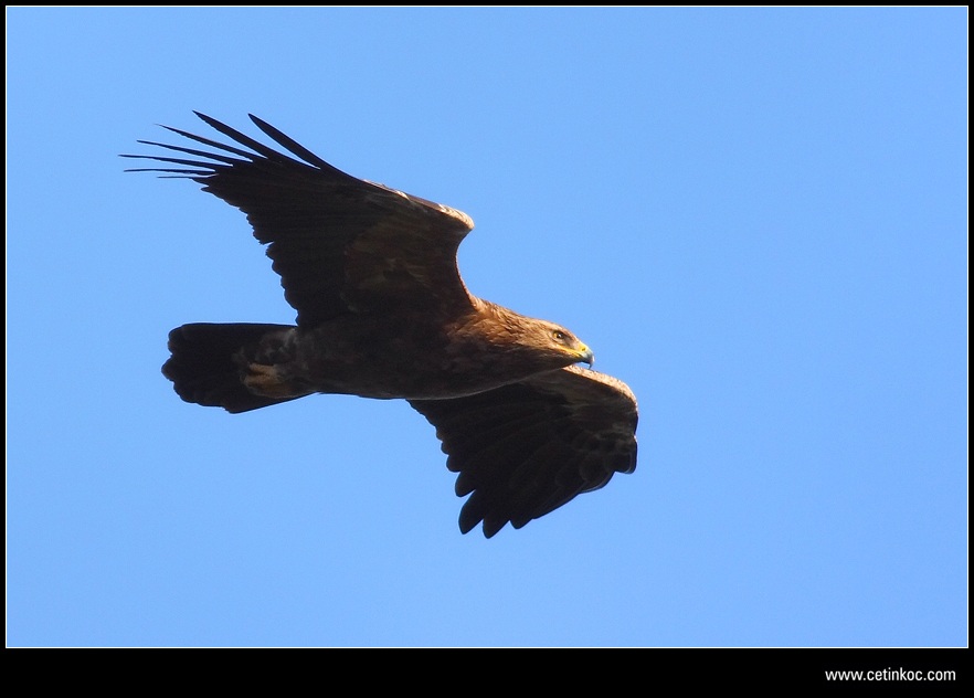 Lesser Spotted Eagle