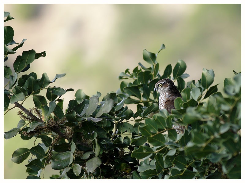 Eurasian Sparrowhawk