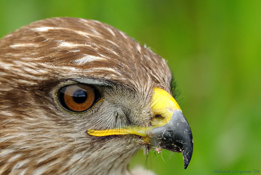 Common Buzzard