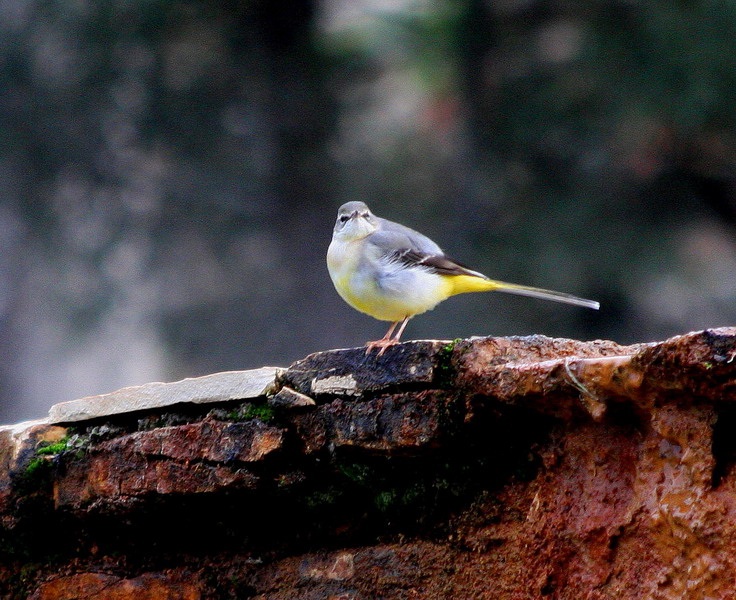 Grey Wagtail