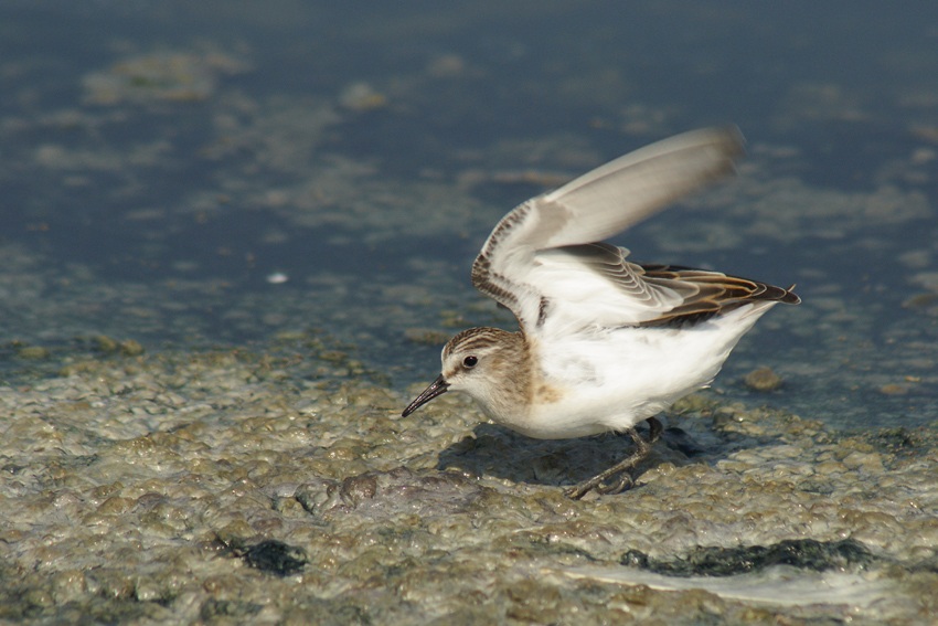 Little Stint
