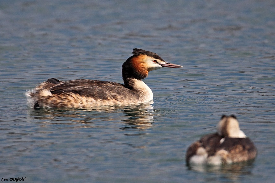 Great Crested Grebe