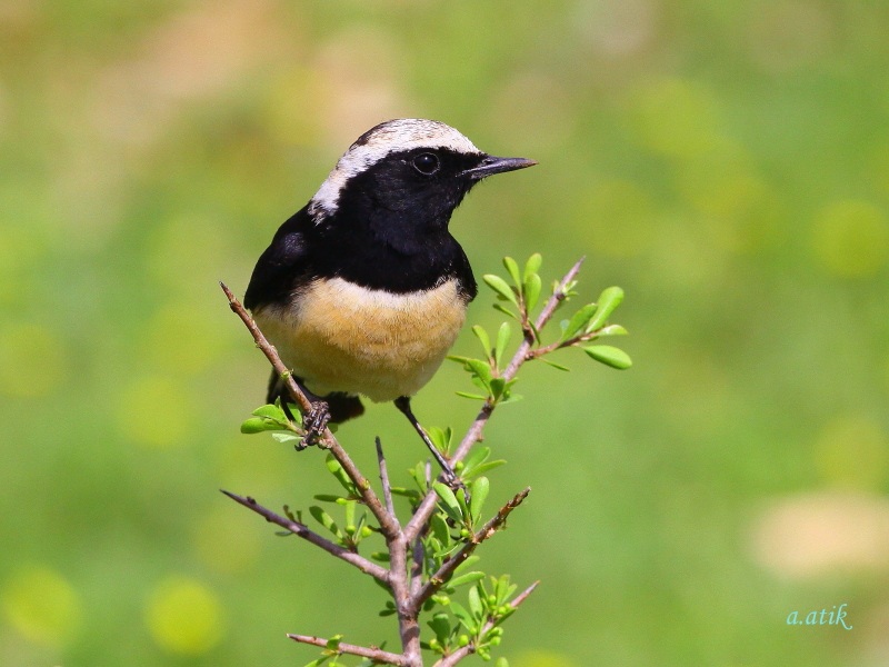 Cyprus Wheatear