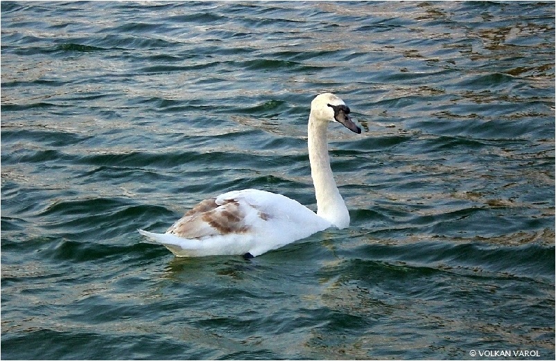 Mute Swan