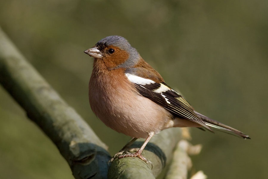 Eurasian Chaffinch