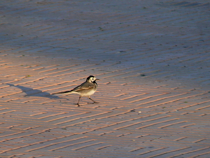White Wagtail