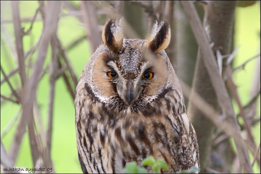 Long-eared Owl