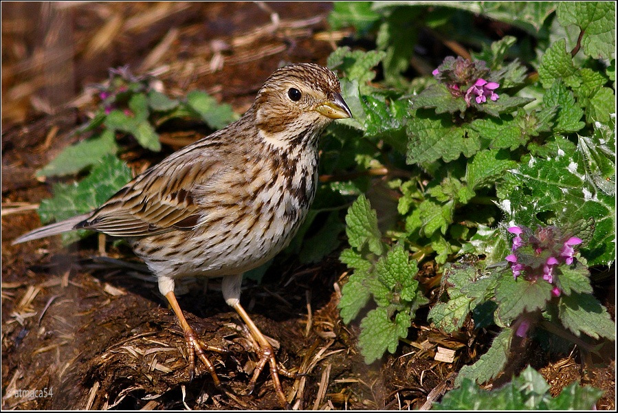 Corn Bunting