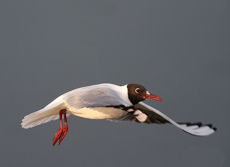 Black-headed Gull