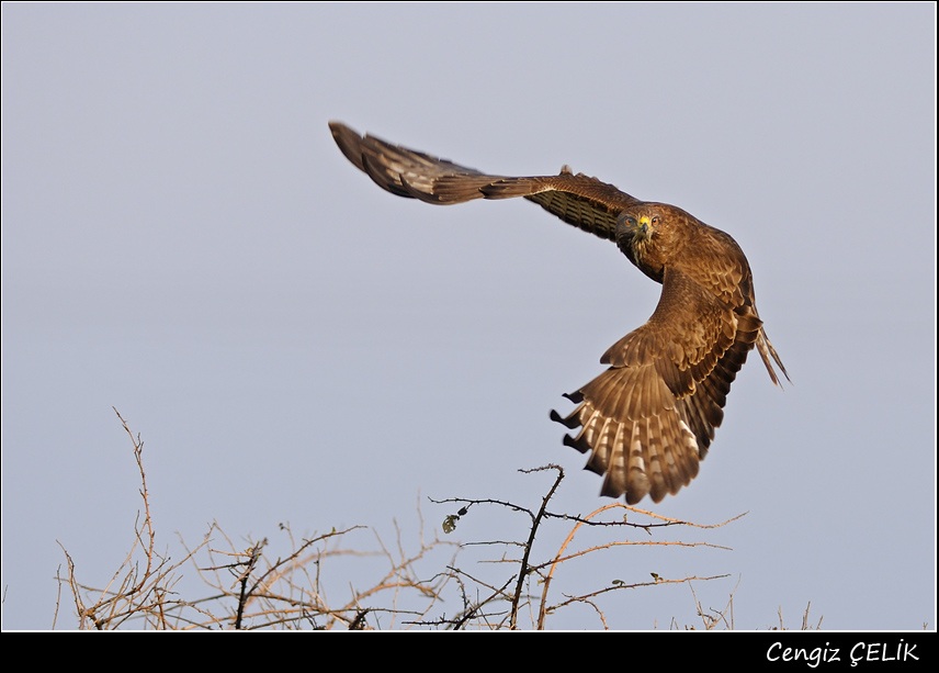 Common Buzzard