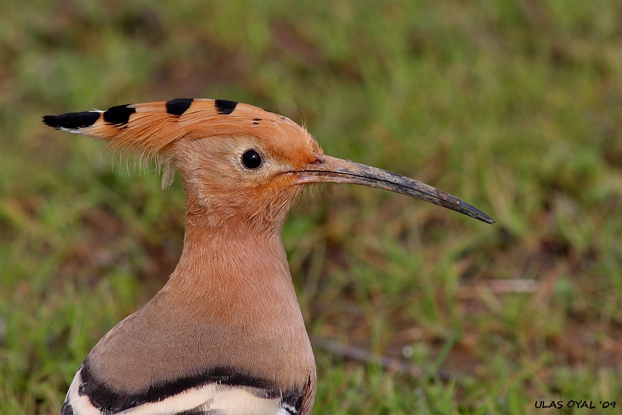 Common Hoopoe