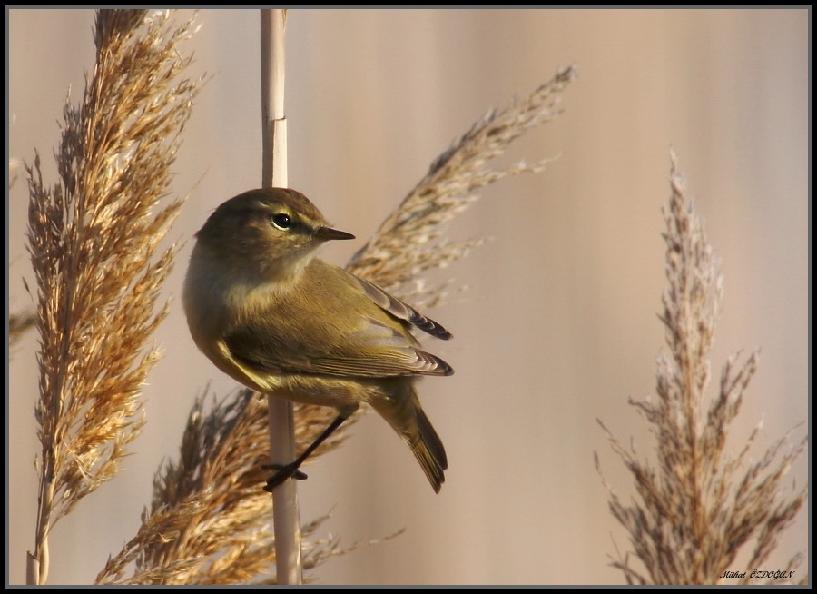 Common Chiffchaff