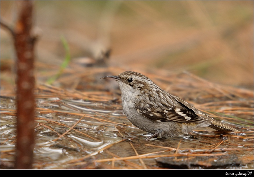Eurasian Treecreeper
