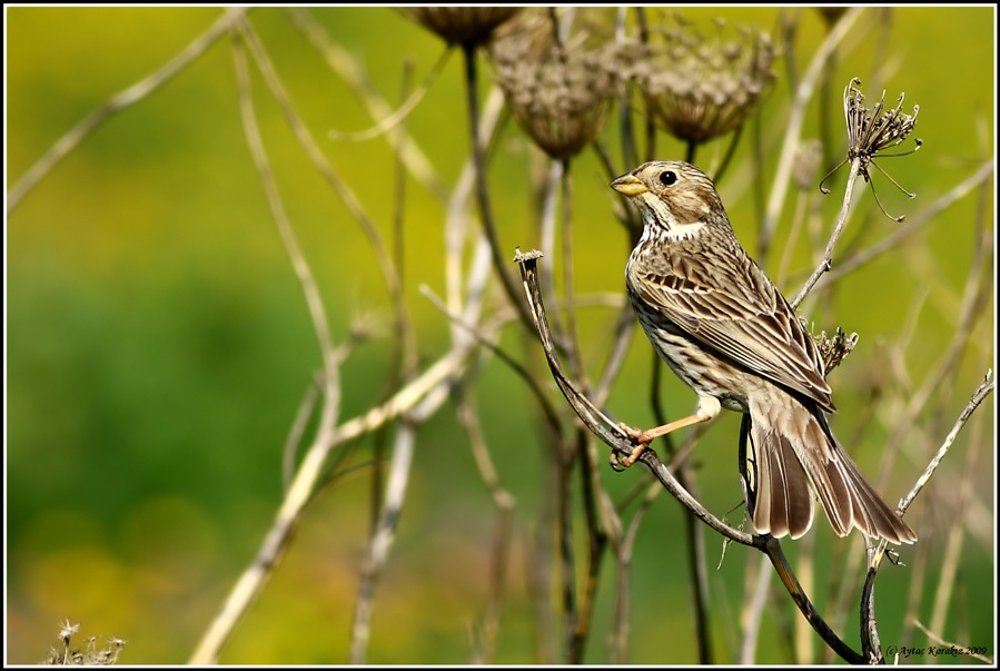 Corn Bunting