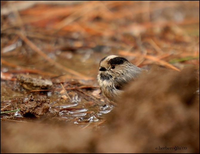 Long-tailed Tit