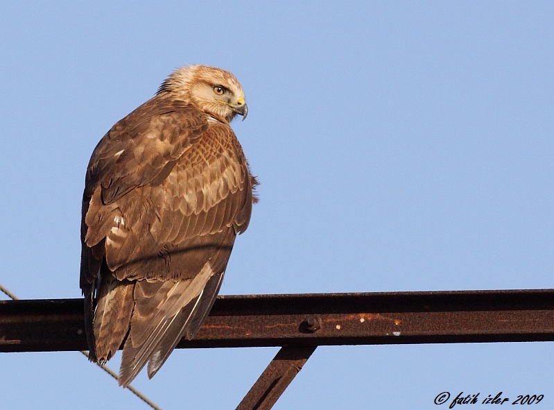 Long-legged Buzzard
