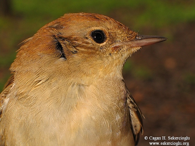 Common Nightingale