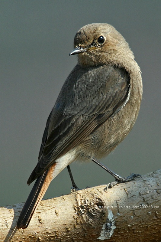 Black Redstart